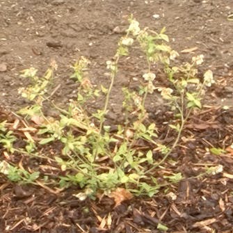 blåbær gjødsel blåbær gjødsel